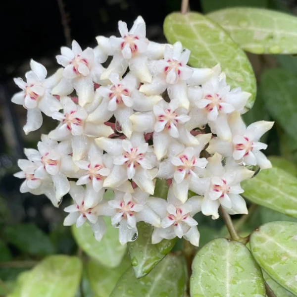 Hoya Elliptica în ghiveci – frunze verzi rotunjite cu vene albe [2]