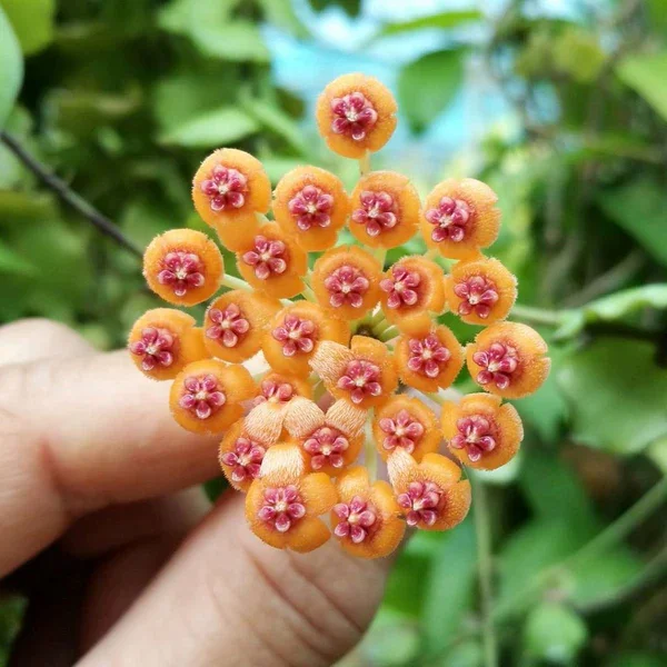 Hoya endauensis [2]