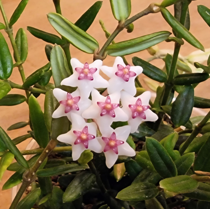 Hoya engleriana Ø14cm — rare Philippine species [2]
