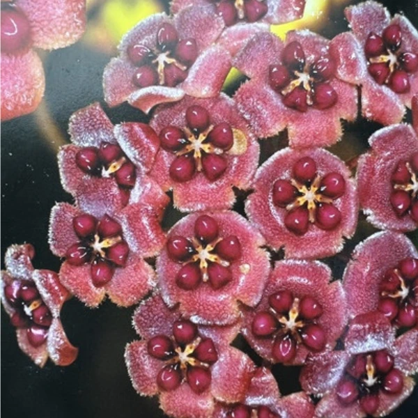 Hoya fauziana ssp. fauziana [2]