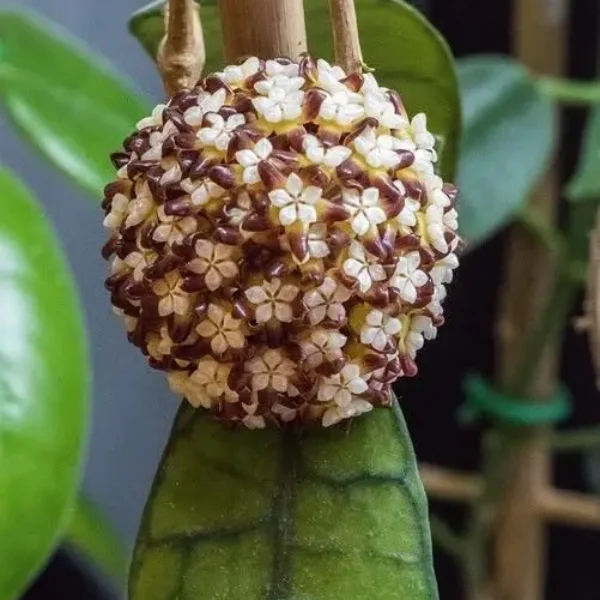 Hoya finlaysonii [2]