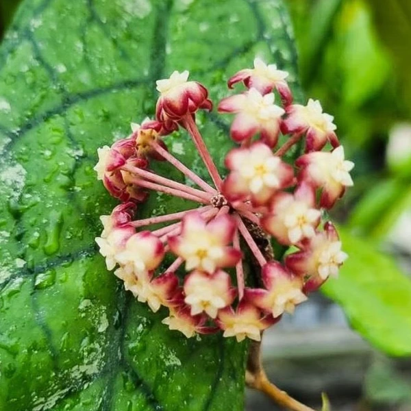 Hoya finlaysonii «Sukirin» – Formă thailandeză rară cu frunze spectaculoase [2]