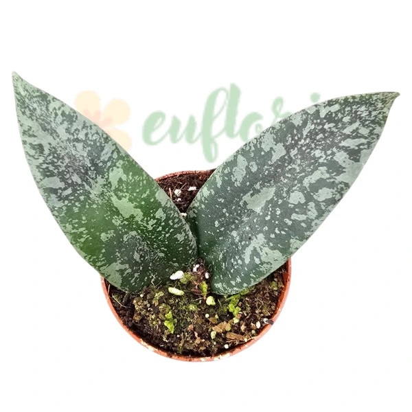 Hoya flagellata «Silver» – Frunze care își schimbă culoarea și flori păroase [2]