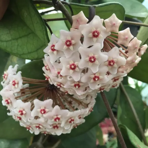 Hoya fungii [3]