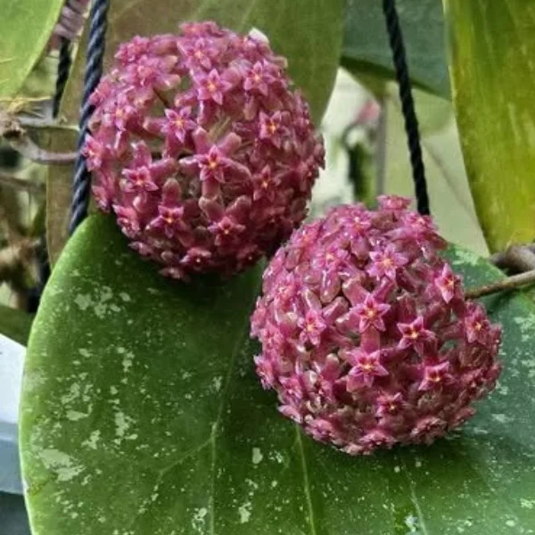 Hoya glabra «Splash» – Frunze mari cu pete argintii și nervuri roșii pe partea inferioară [2]