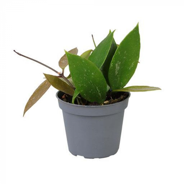 Hoya gracilis (Memoria) [1]