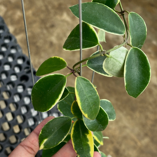 Hoya halophylla cu frunze groase verde-galbui [2]