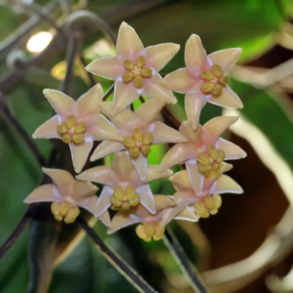 Hoya hypolasia [3]