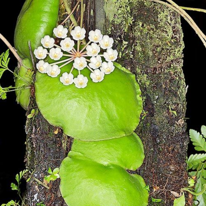 Hoya imbricata with round leaves pressed on bark [2]