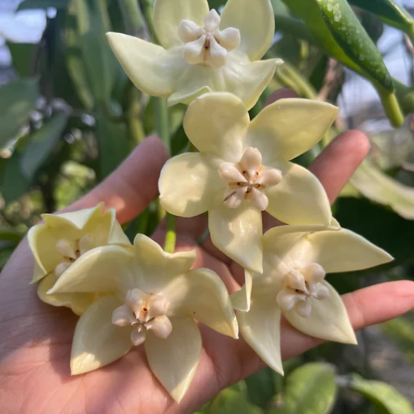 Hoya imperialis sp. Palawan plantă tropicală cu frunze mari lucioase verde închis în ghiveci [3]