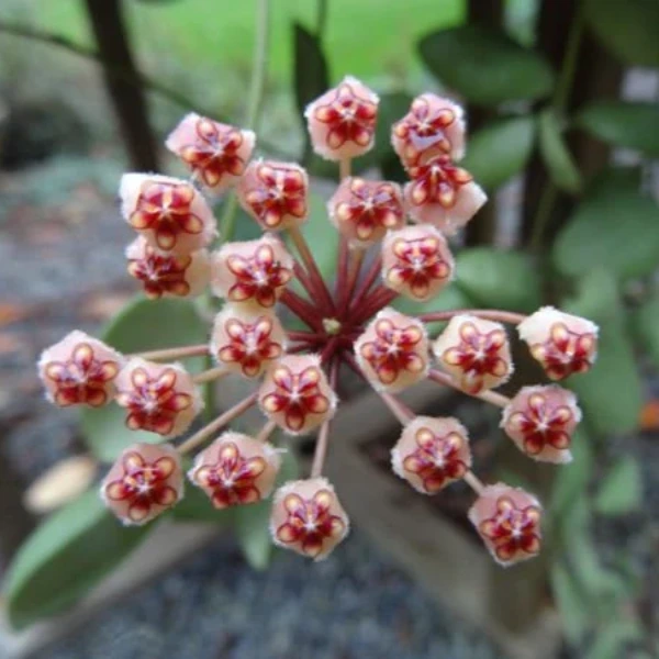 Hoya incurvula [2]