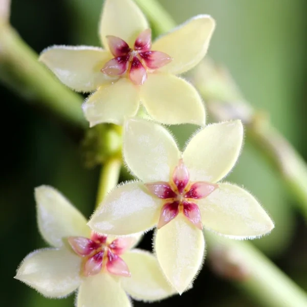 Hoya karstbergii 'Clamshell' [2]