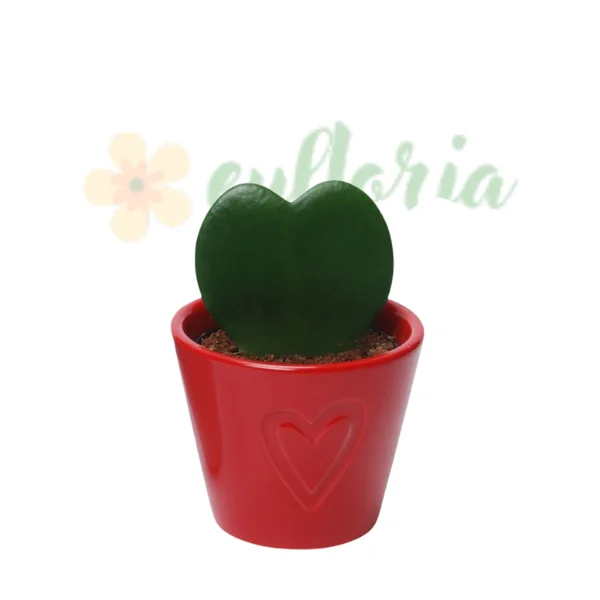 Hoya kerrii 'Variegata' Valentine Vie [2]