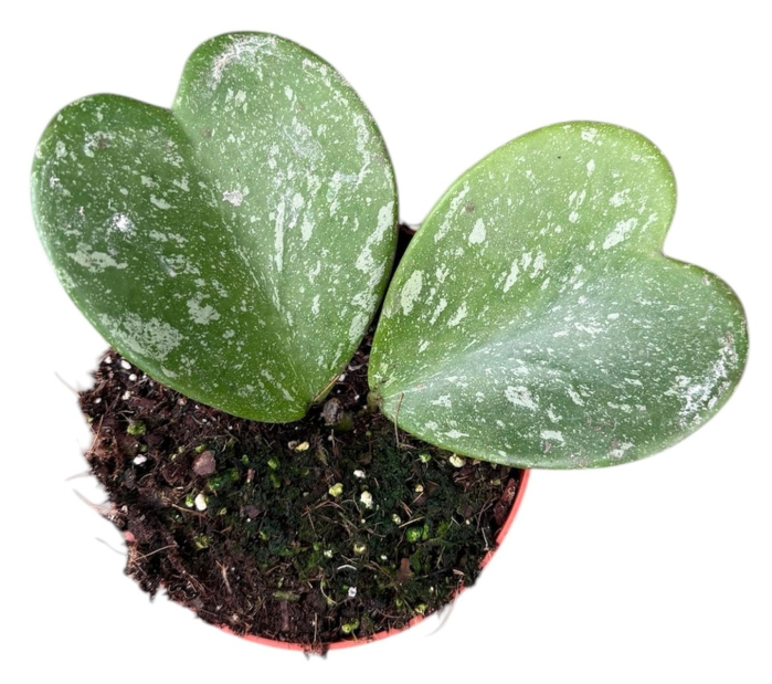 Hoya kerrii 'Splash' D10.5cm — frunze cordate cu pattern argintat [2]