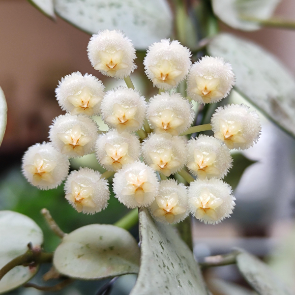 Hoya krohniana 'Eskimo' [2]