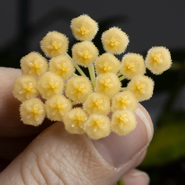 Hoya lacunosa 'Amarillo' [2]