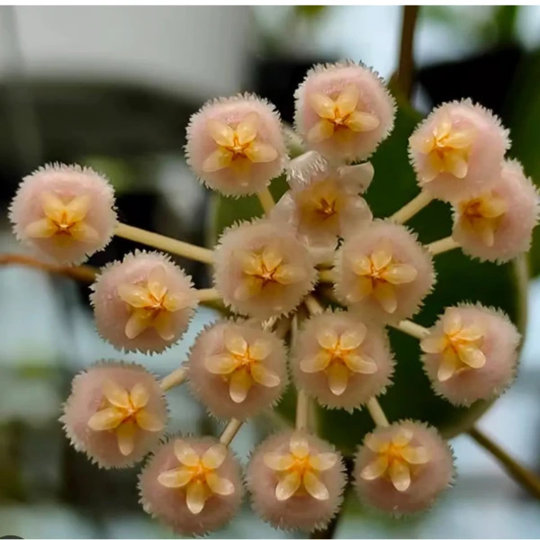 Hoya lacunosa 'Asami' Reverse [2]