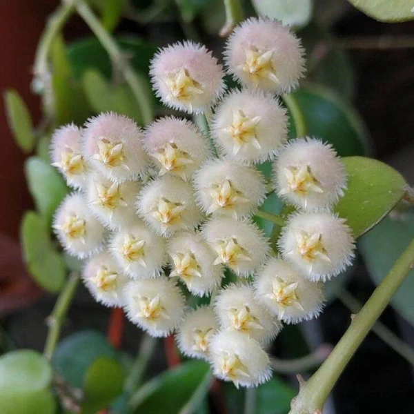 Hoya lacunosa 'Leopard Skin' [2]
