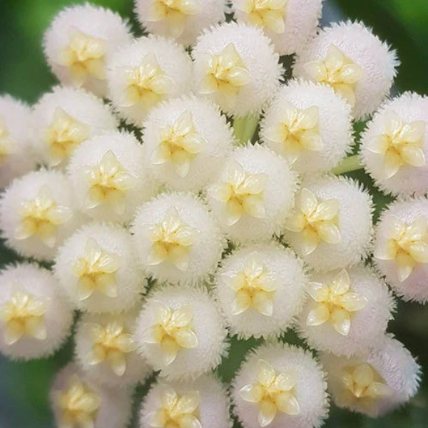 Hoya lacunosa variegata [3]
