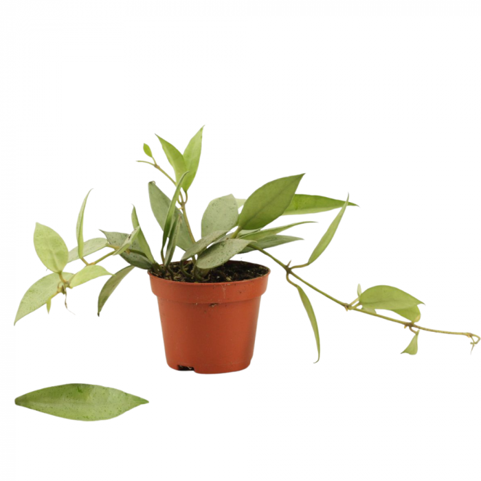 Hoya Lacunosa Mint în ghiveci, frunze mici variegate verde-mentă [1]