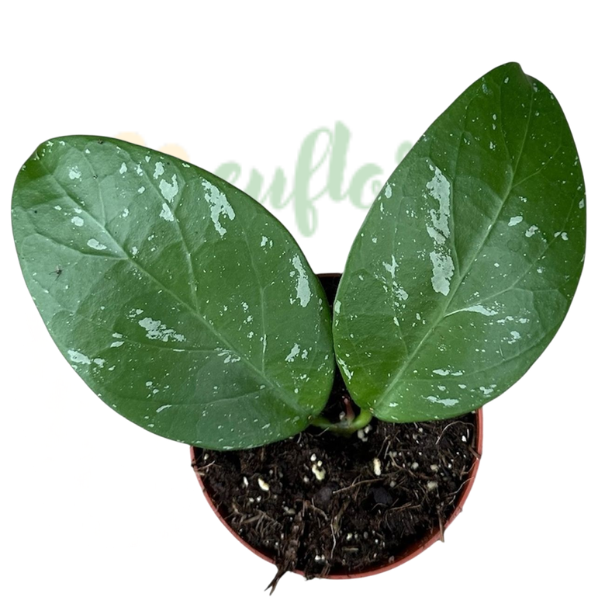 Hoya 'Lai Chau' D8cm [2]