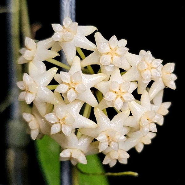 Hoya 'Lai Chau' D8cm [3]