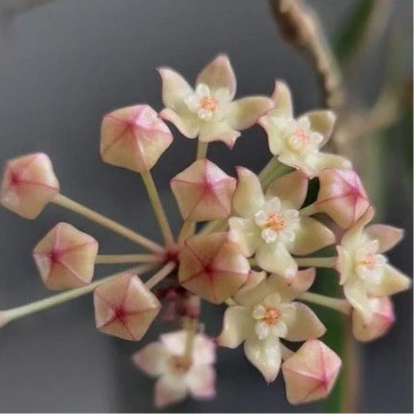 Hoya Latifolia Pot of Gold – frunze cu splash galben, ghiveci [2]