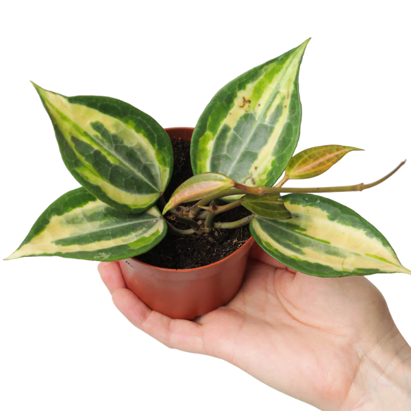 Hoya Latifolia Pot of Gold – frunze cu splash galben, ghiveci [1]