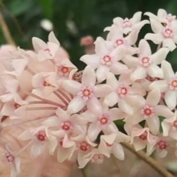 Hoya latifolia sp. Sarawak 'Cream' [2]