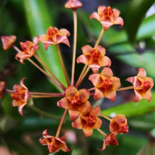 Hoya loheri [4]