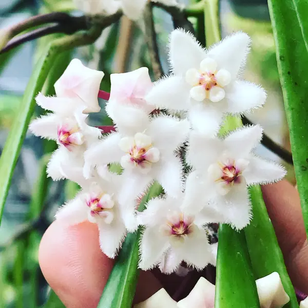 Hoya Longifolia în ghiveci – frunze subțiri, creștere curgătoare [2]
