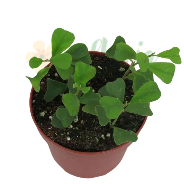 Hoya manipurensis [1]