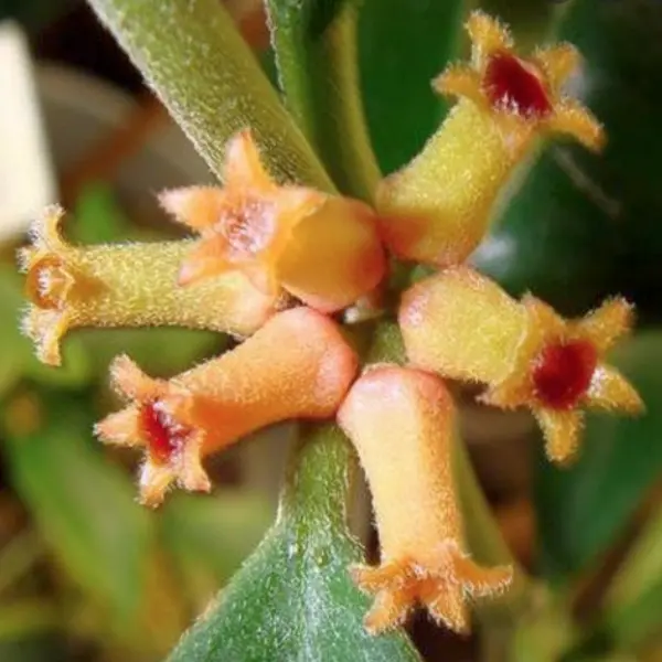 Hoya manipurensis [2]