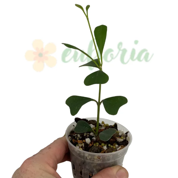 Hoya manipurensis [1]