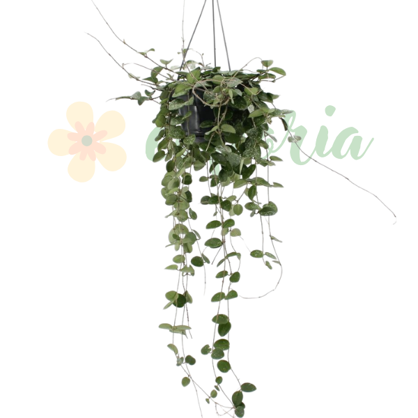 Hoya Mathilde în ghiveci - frunze mici verzi și flori cerate [2]