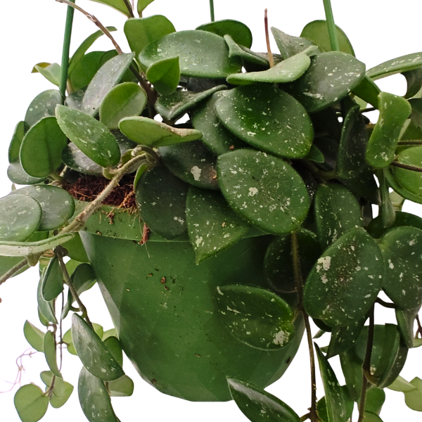 Hoya Mathilde în ghiveci - frunze mici verzi și flori cerate [3]