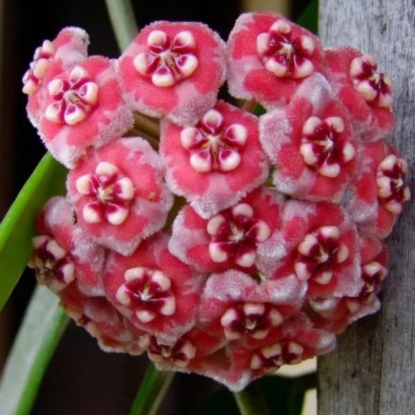 Hoya meliflua 'Island' D10.5 [2]
