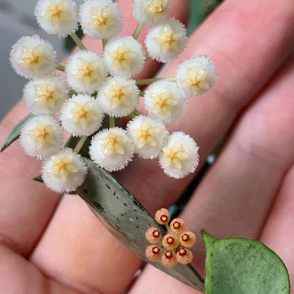 Hoya minutiflora [4]