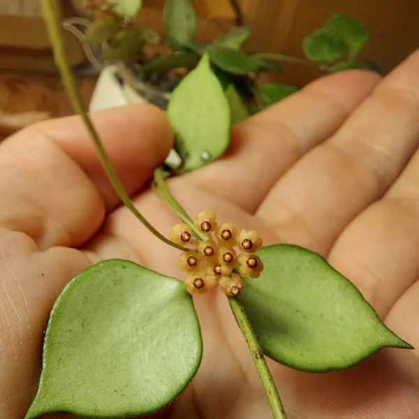 Hoya minutiflora [2]
