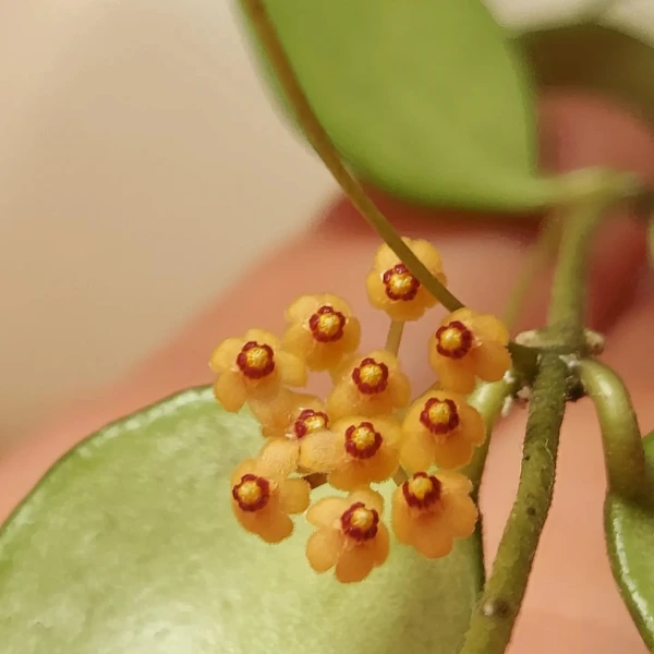 Hoya minutiflora [3]