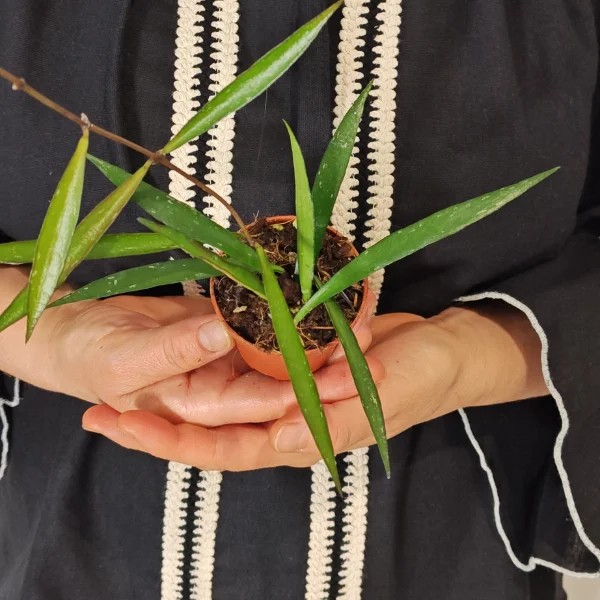 Hoya mirabilis - specie rara de Hoya cu frunze decorative ceroase [2]