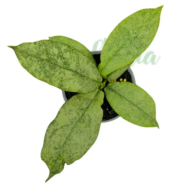 Hoya mitrata 'Silver Kapuas' [2]