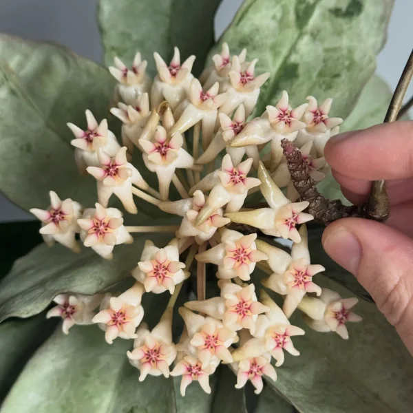 Hoya mitrata 'Silver Kapuas' [3]