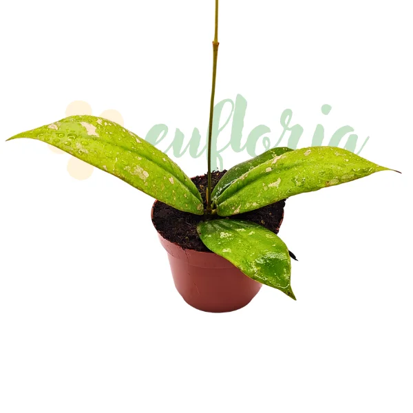 Hoya mitrata Splash - planta rara cu frunze mari ornate cu pete argintii [3]