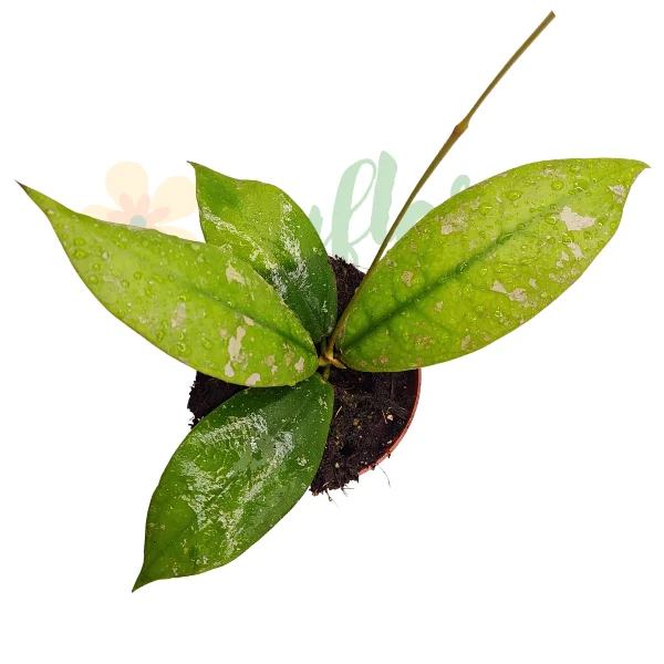 Hoya mitrata Splash - planta rara cu frunze mari ornate cu pete argintii [2]