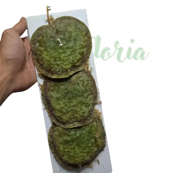 Hoya imbricata 'Splash' [1]