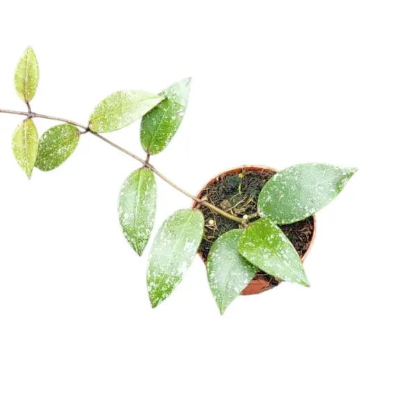 Hoya nabawanensis 'Splash' [2]