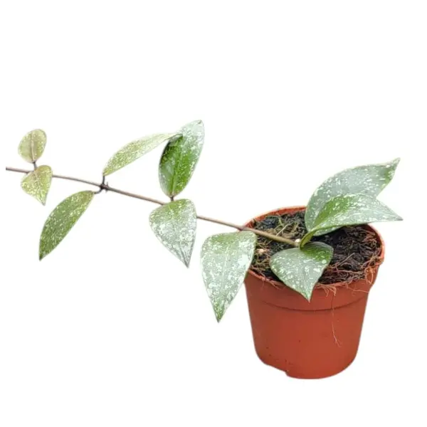 Hoya nabawanensis 'Splash' [1]