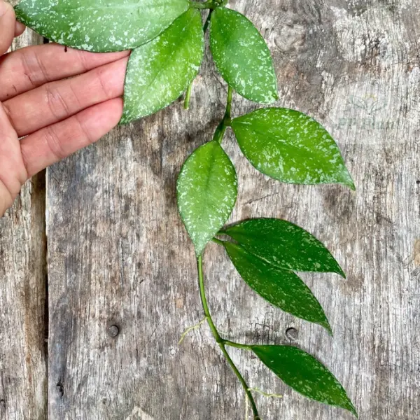 Hoya nabawanensis 'Splash' [3]