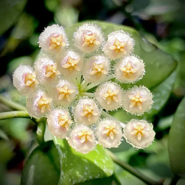 Hoya nabawanensis 'Splash' [4]